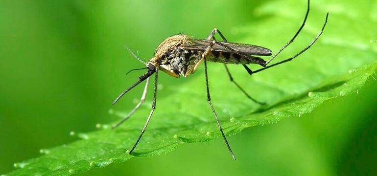 Как защитить себя от комаров?