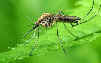 Как защитить себя от комаров?